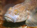 Big Mouth Goby - Mark Lavington - Mega to Macro - 3rd Place